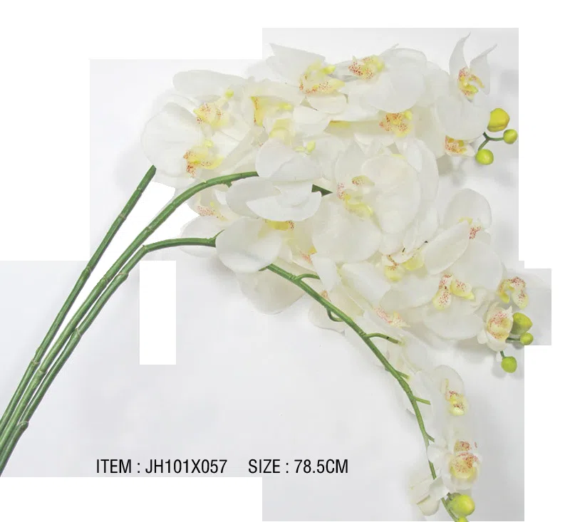 Декоративные растения и флористика JH101X057